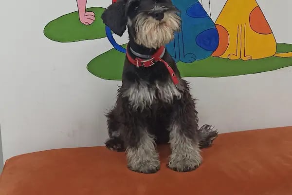Adana Empati Veteriner Kliniği - Resim 7