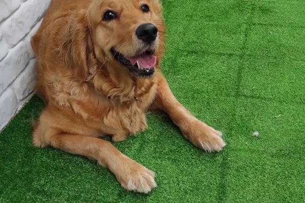 Adana Empati Veteriner Kliniği - Resim 8