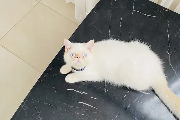 Adana Empati Veteriner Kliniği - Resim 5