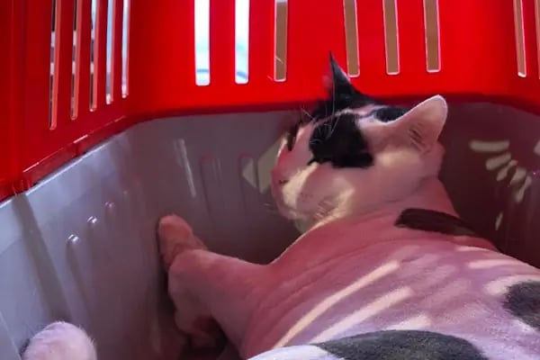 Bendis Veteriner Kliniği - Resim 9