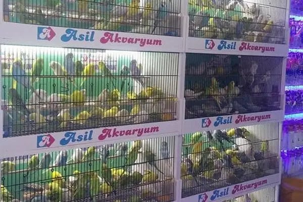 Asil Akvaryum - Resim 15