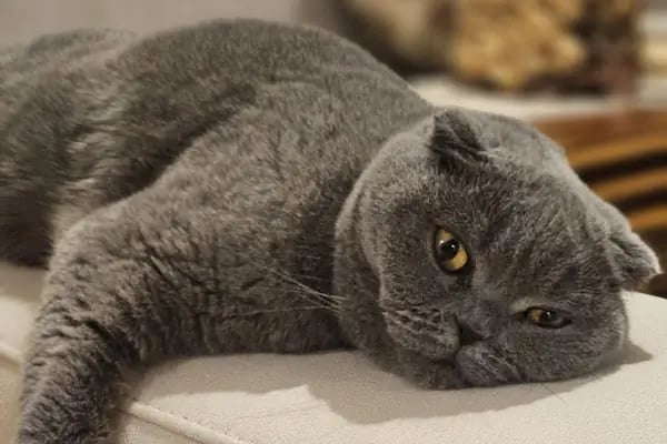 CATS n DOGS VETERİNER KLİNİĞİ - Resim 11