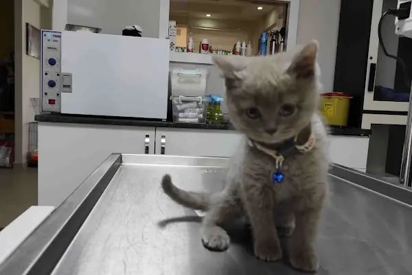 CATS n DOGS VETERİNER KLİNİĞİ - Resim 8