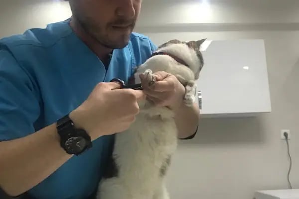 CATS n DOGS VETERİNER KLİNİĞİ - Resim 19