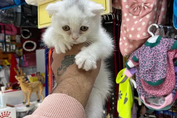 Gökkuşağı Petshop Çerkezköy - Resim 16