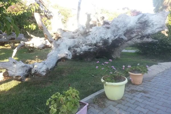 Avta Tatil Köyü - Resim 13