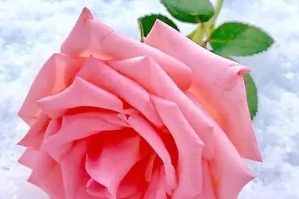 Studyo Plus Bodrum - Resim 7