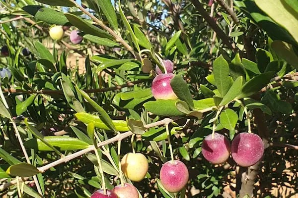 Kasım BÖLER Zeytundalı Naturel Sızma Zeytinyagı ve Saf Zeytinyağlı Sabun - Resim 16