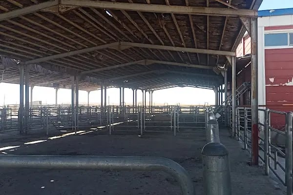 Şanlıurfa Büyükşehir Belediyesi hayvan kesim yeri - Resim 6