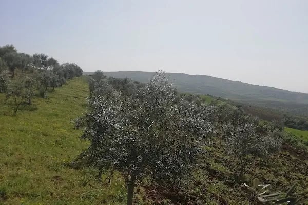 Akbayır Köyü Muhtarlığı - Resim 8
