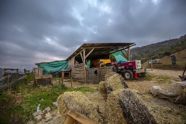 Marangoz Atlı Spor Kulubü - Resim 16