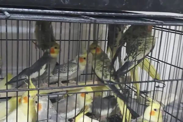 Efsane Akvaryum Pet Shop - Resim 3