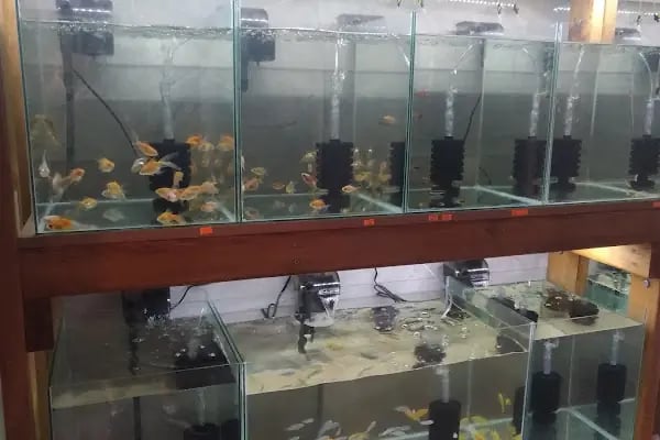SHOW Pet Shop - Resim 3