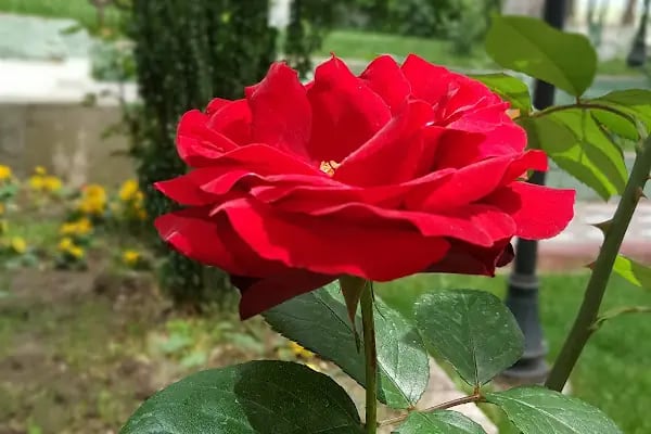 Küçük Çam Parkı - Resim 14