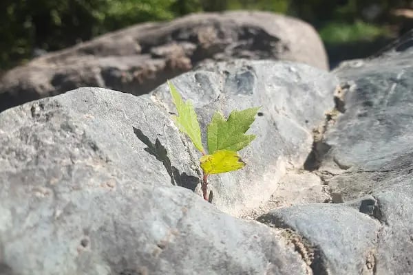 Acar Kamp Kaz Dağları - Resim 6