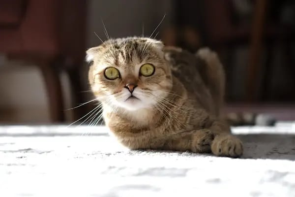 Küçükçekmece White Vet Veteriner Kliniği - Resim 11