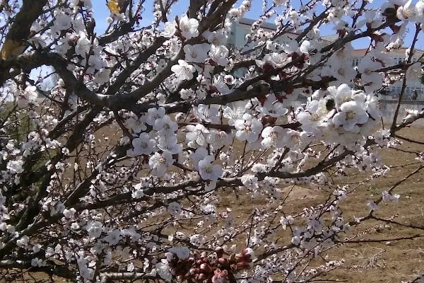 Başkent Binicilik Kulübü - Resim 12