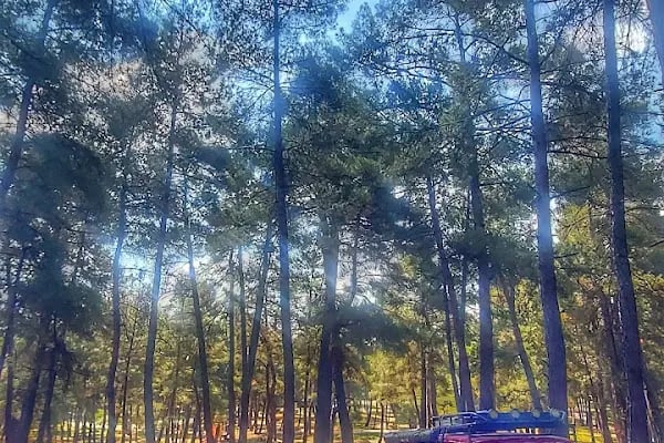 Karagöz Piknik Alanı - Resim 12