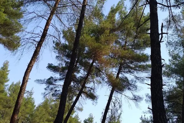 Karagöz Piknik Alanı - Resim 8