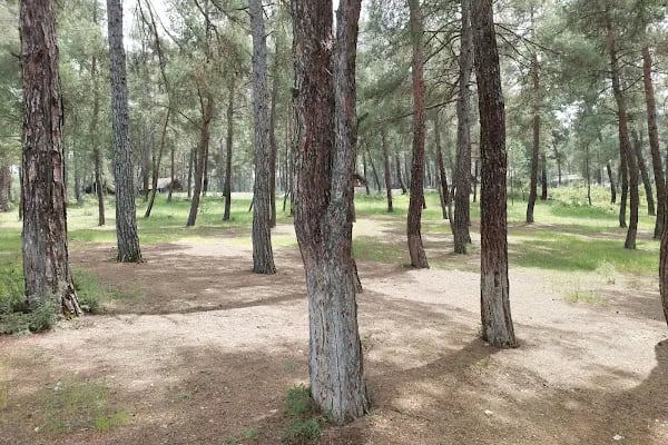 Karagöz Piknik Alanı - Resim 2