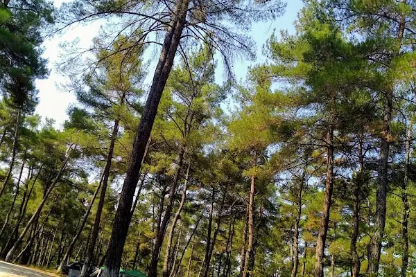 Karagöz Piknik Alanı - Resim 16