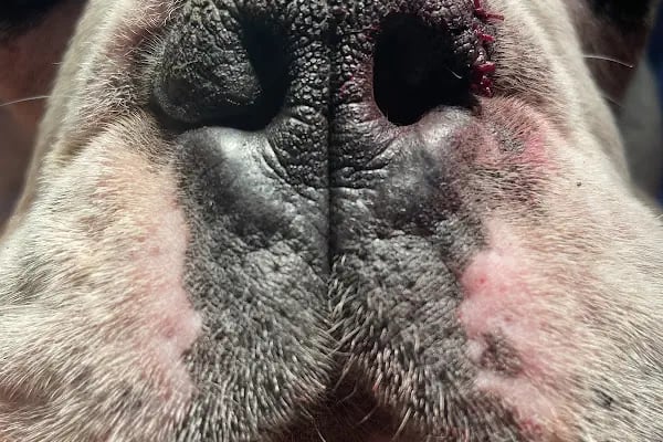 Petika Veteriner Kliniği - Resim 14