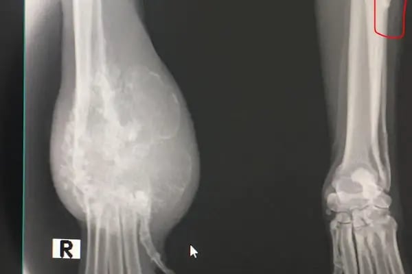 Petika Veteriner Kliniği - Resim 15