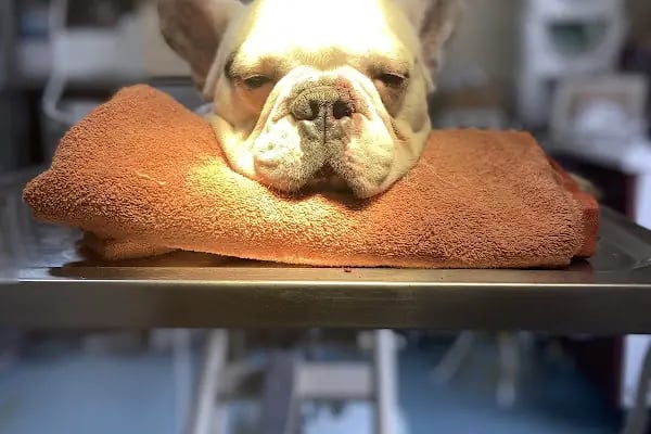 Petika Veteriner Kliniği - Resim 2