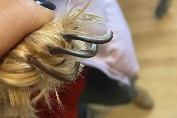 Petika Veteriner Kliniği - Resim 13
