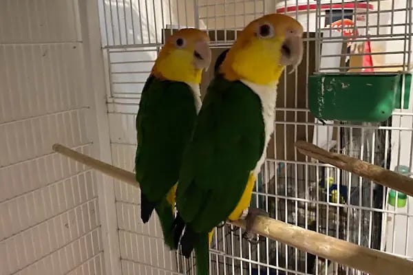 TD Pet Shop - Resim 10