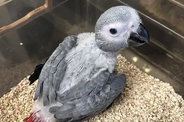 TD Pet Shop - Resim 19