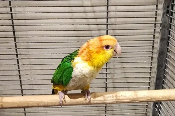 TD Pet Shop - Resim 13