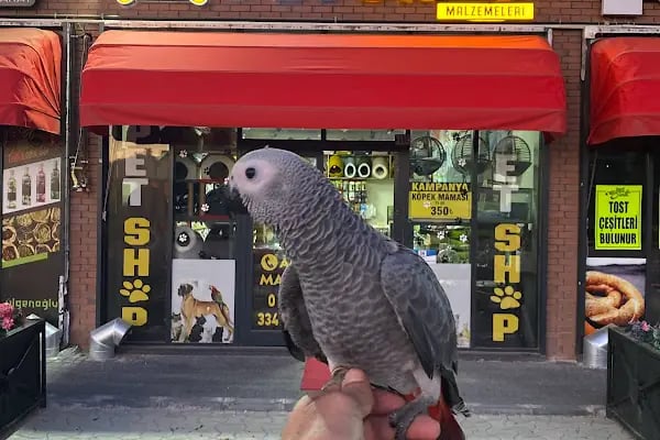 TD Pet Shop - Resim 9