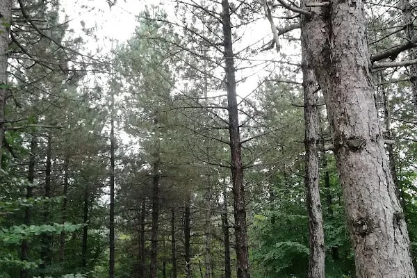 Bahçecik kurtuluş savaşı sioerleri - Resim 13