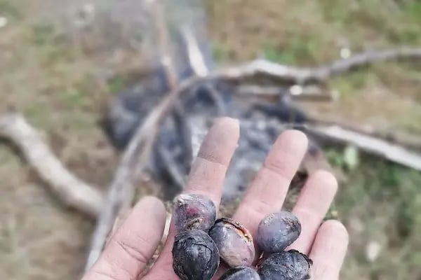 Bahçecik kurtuluş savaşı sioerleri - Resim 9