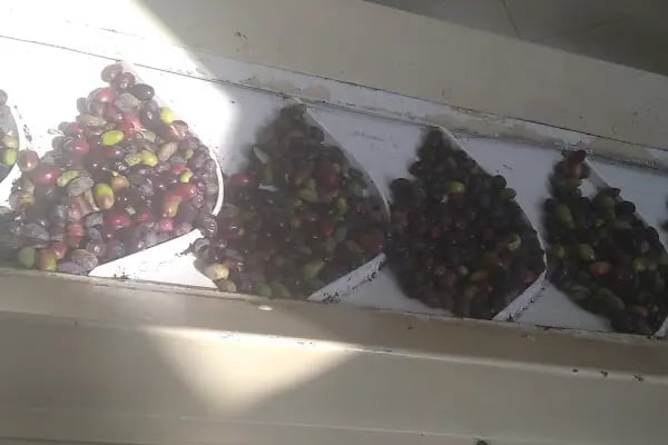 iznik birlik zeytin zeytinyagi - Resim 4