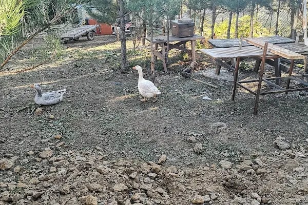 Belde Piknik Alanı - Resim 14