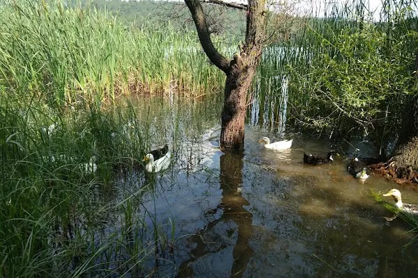 Belde Piknik Alanı - Resim 17