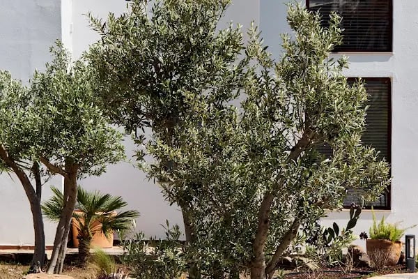 Casa Caria Suites - Resim 6