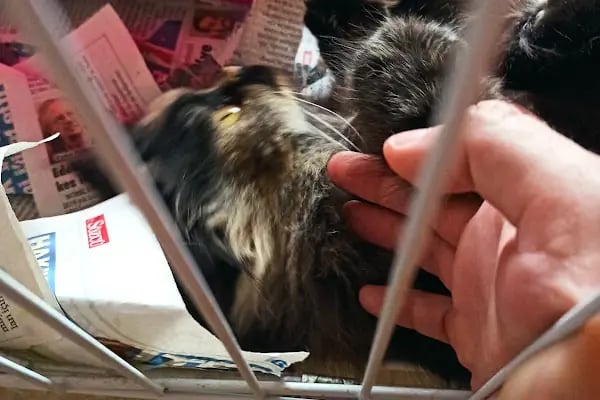 Puppy Vet - Resim 1