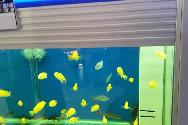 Afacan oyuncak ve petshop - Resim 3