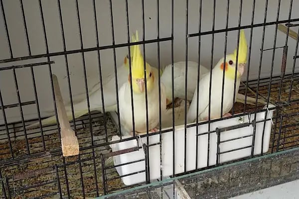 MGB PET MARKET - Resim 5