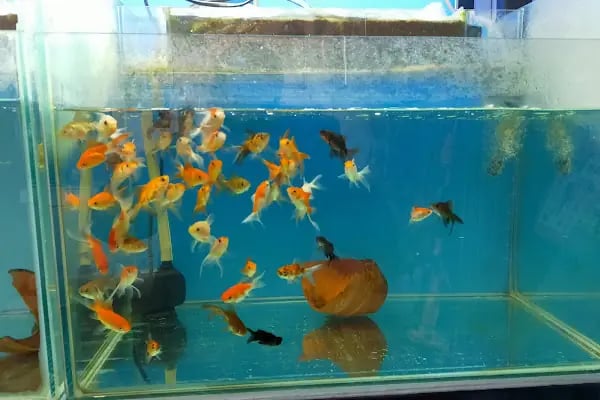 MGB PET MARKET - Resim 14