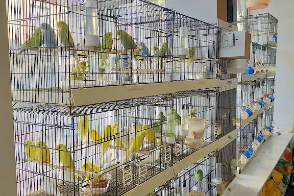 MGB PET MARKET - Resim 3