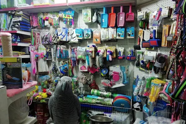 CEMRE PETSHOP - Resim 8