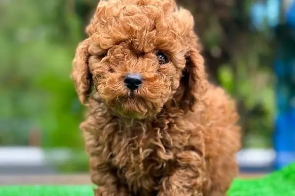 Trend Pet Market Petshop - Resim 17