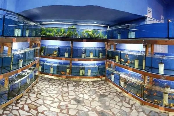 Cikletist Akvaryum Petshop - Resim 14