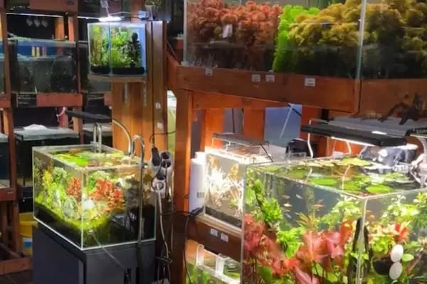 Cikletist Akvaryum Petshop - Resim 4
