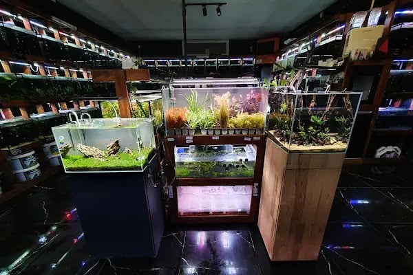 Cikletist Akvaryum Petshop - Resim 16