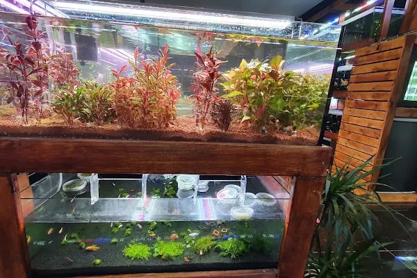 Cikletist Akvaryum Petshop - Resim 13